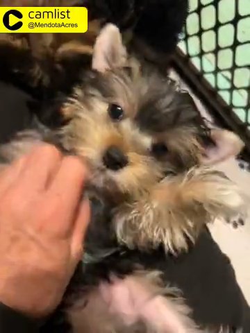 Male Yorkie Pup in Bristol, Virginia