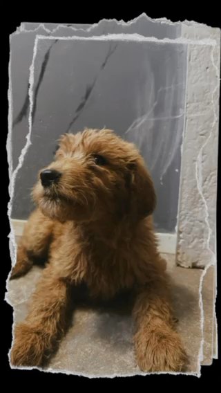 Golden Doodle in Anderson, South Carolina