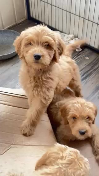 Golden Doodle Pups in Anderson, South Carolina