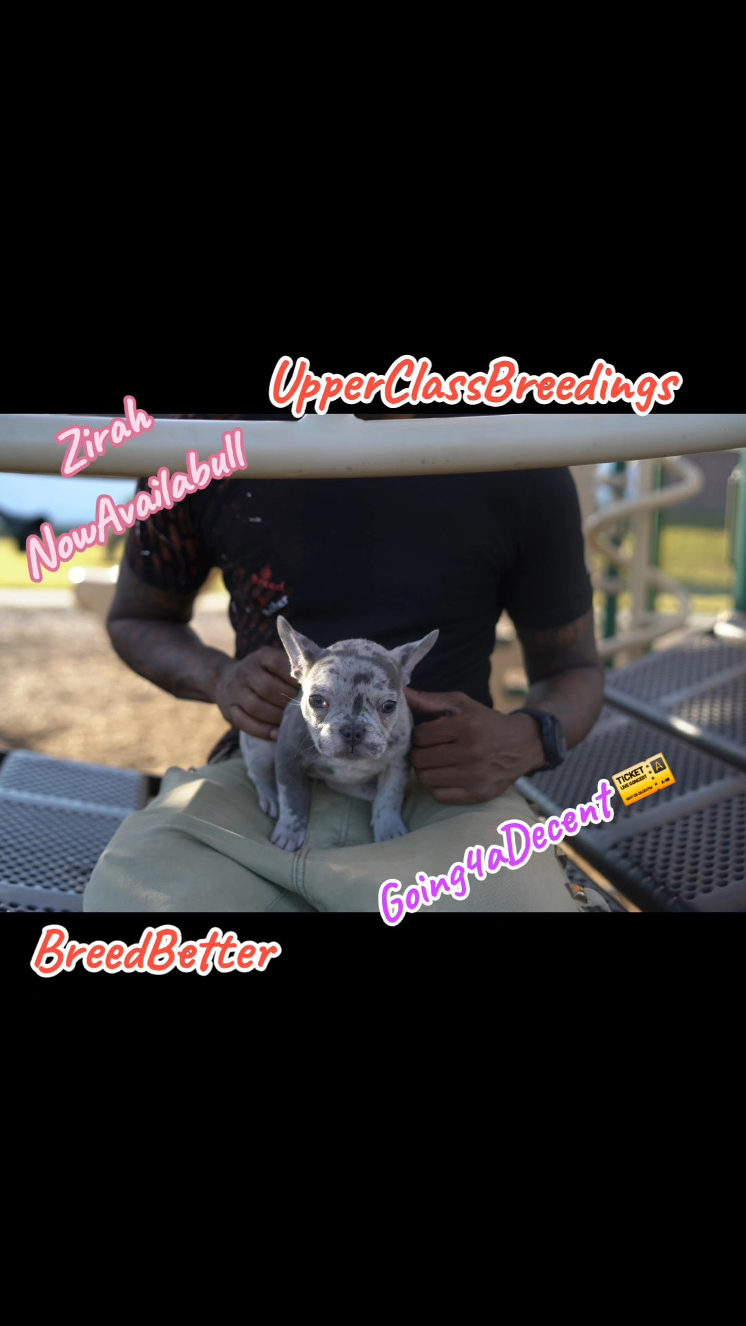 UpperClassBreedings in Orlando, Florida
