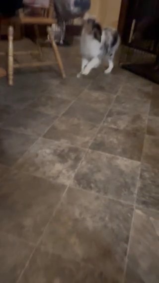 AKC Standard Female Aussie in Macomb, Illinois