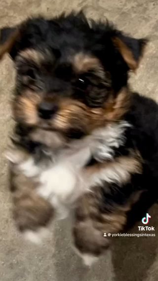 Yorkie blessings In Texas, Gage 12 Weeks At Christmas in Dallas, Texas