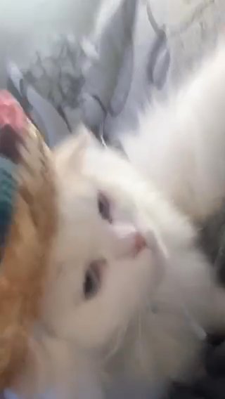 Korin in Buffalo, New York