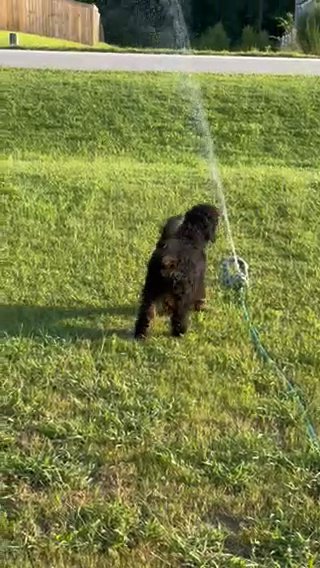 Akc Moyen Poodle in Charlotte, North Carolina