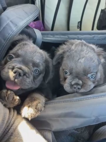 Calvin & Klein ?? French Bulldog Fluffy in Orlando, Florida