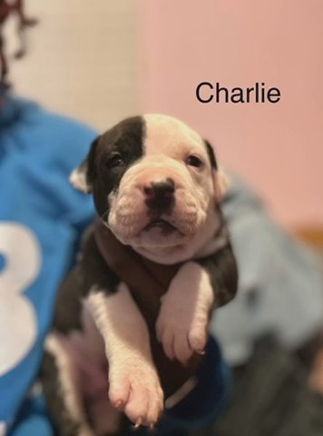 American Staffordshire Terriers in Washington, District of Columbia
