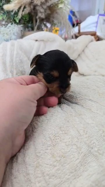 Yorkie boy in Midland, Texas
