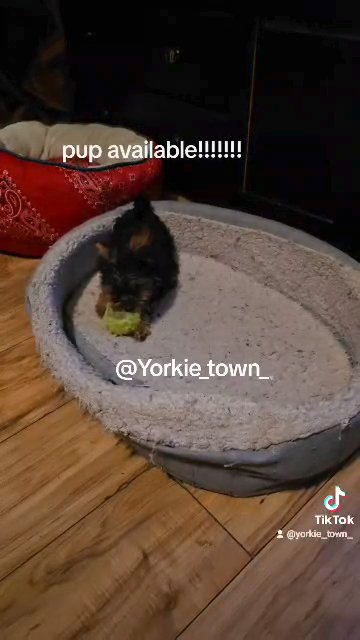 pupu available in Brooklyn, New York