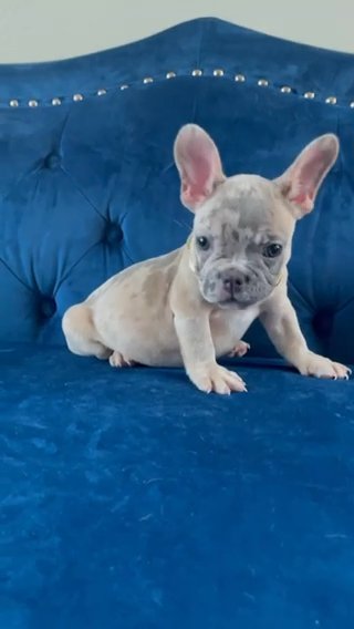Snoop — Lilac Tan Tri in Dallas, Texas