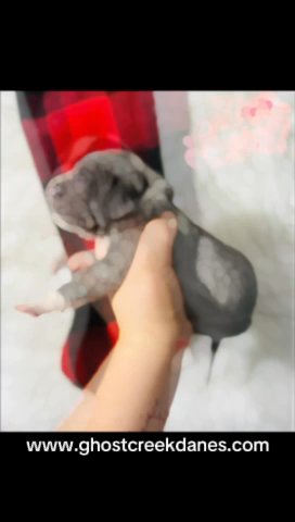Blue Piebald Female (red Collar) in Fountain Inn, South Carolina