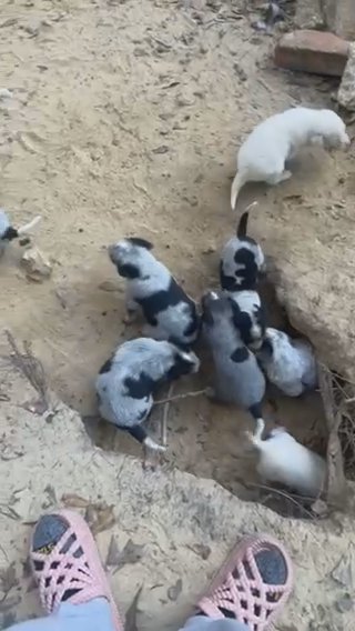 Blue Heeler Puppies in Albany, Georgia