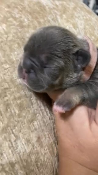Frenchie- Blue And Tan Female in Parkersburg, West Virginia
