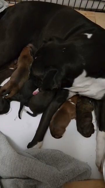 boxer puppies in Bemidji, Minnesota