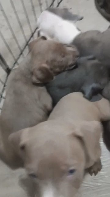 puppies looking for homes in Allentown, Pennsylvania