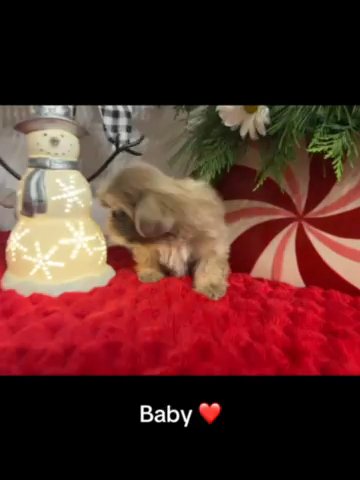 AKC Shih Tzu - Baby in Archdale, North Carolina
