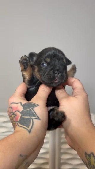 Rose in Dallas, Texas