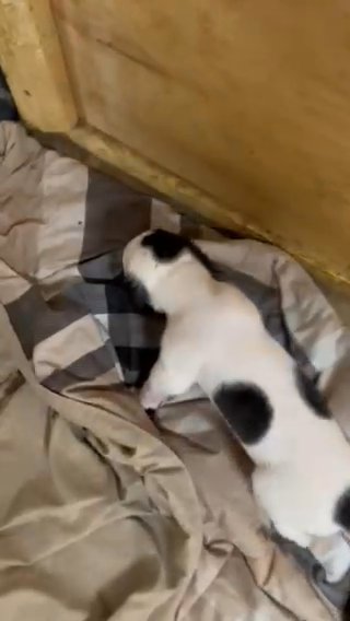 Akeela/Louie Litter in Rochester, New Hampshire