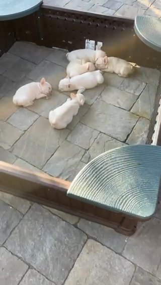 Bulldog Puppies in Columbus, Ohio