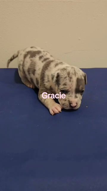 Gracie in Slidell, Louisiana