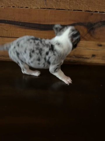 Merle Chihuahua in Urbana, Ohio