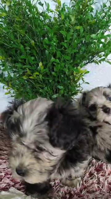 SHIHPOO PUPS BORN OCT 27 in Goshen, Indiana