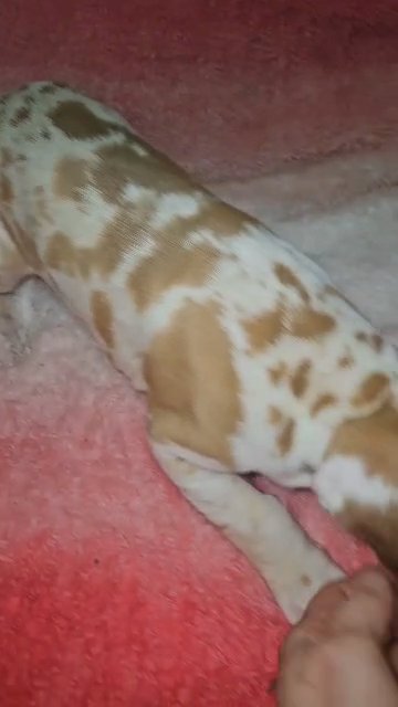 Chocolate Fawn Harlequin in Asheboro, North Carolina