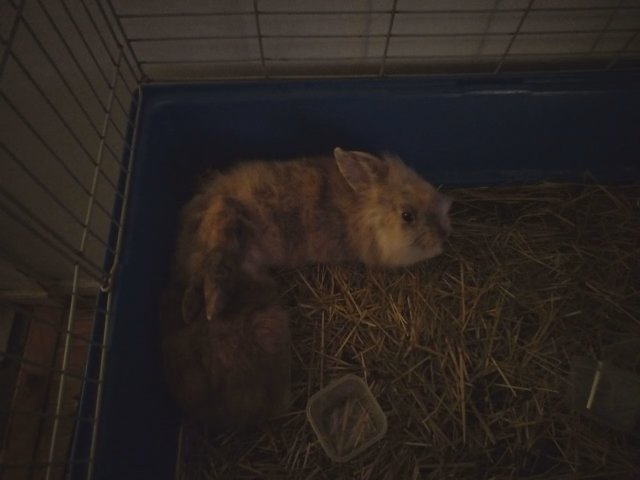 baby rabbits for sale in Pocono, Pennsylvania
