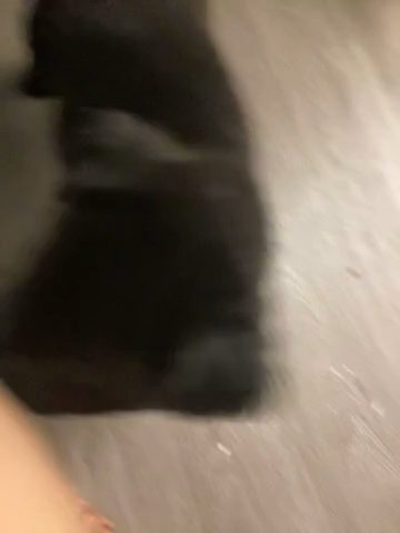 Staffordshire Pups Looking For A New Home in Phoenix, Arizona