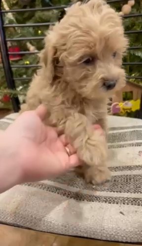 Chance F1bb Toy Goldendoodle in Corinth, Mississippi