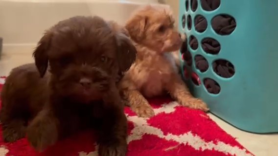 Shihpoo in Easton, Maryland