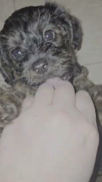 female yorkiepoos (yellow collar) no name yet in Hauppauge, New York