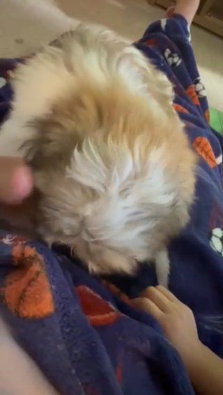 Shih Tzu in New York City, New York