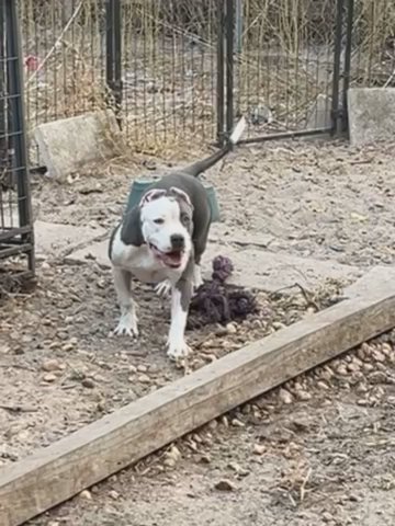 Stunning Blie Ghost Tri Female in Ocala, Florida