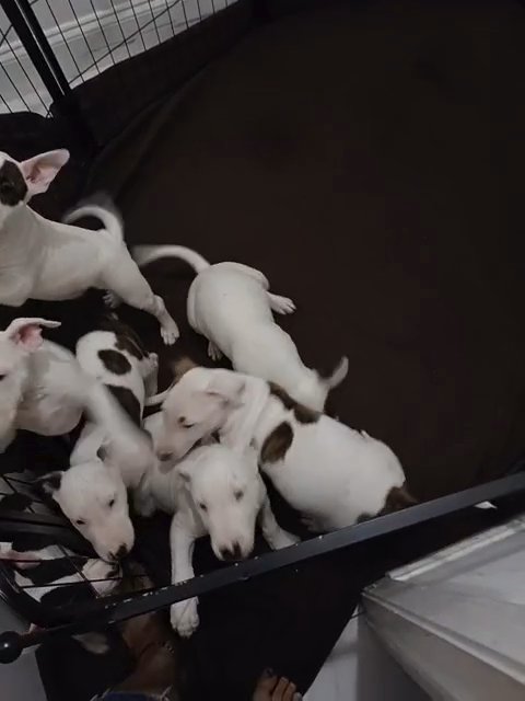 Bullterrier puppies in Orlando, Florida