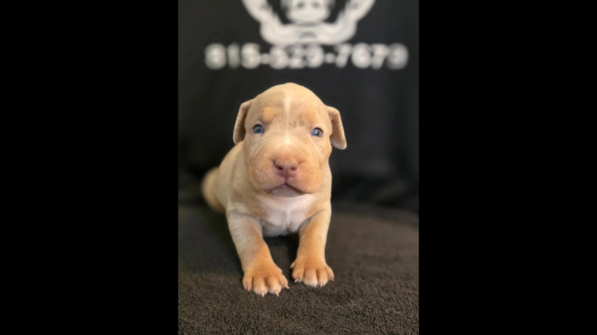XL American Bullies in LaSalle (Township), Illinois