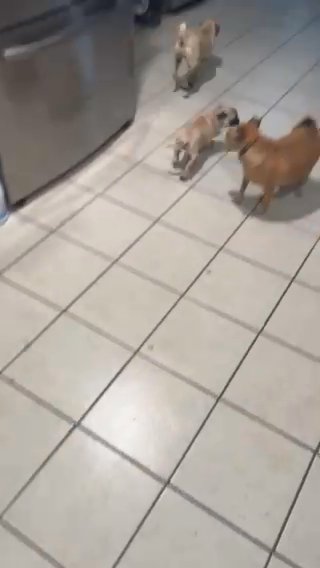 Pug Puppy in Harlingen, Texas