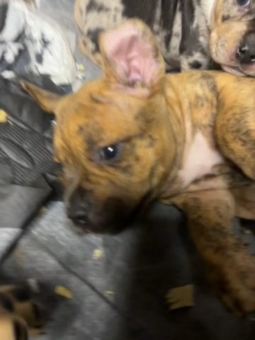 Dbbk Buster in Jacksonville, Florida