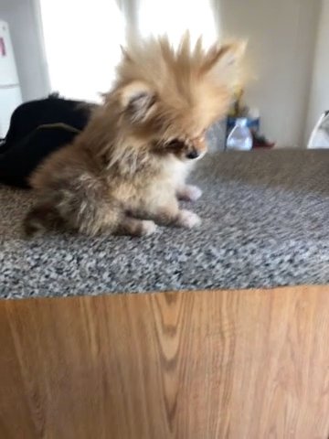 Micro Pomeranian in Lakeland, Florida