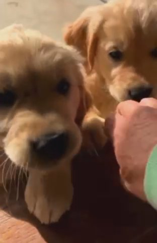Puppies For Sald in Los Angeles, California