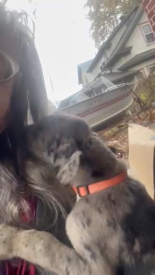 Pixie in Marshall, Missouri