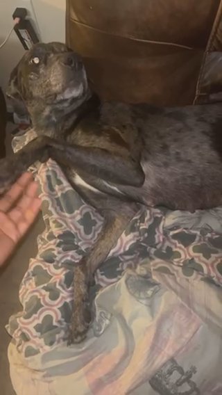 Catahoula leopard dog in Houma, Louisiana