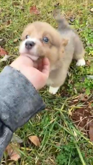 AKC Pembroke Welsh Corgis in Hickory, North Carolina