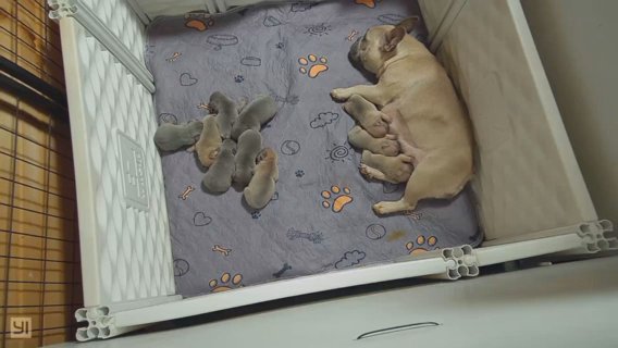 AKC Lilac Fawns, Lilac/tan, Blue/tan French Bulldogs in Hickory, North Carolina