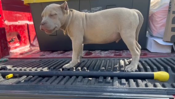 Fawn Abkc Reg Male Bully in Gainesville, Florida