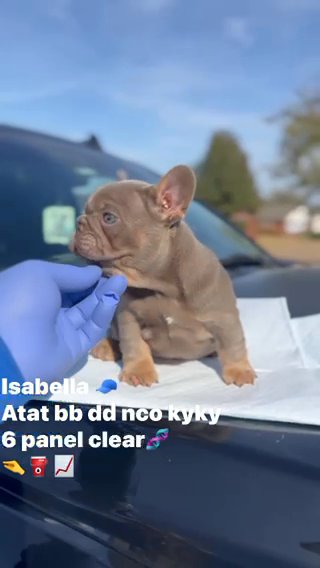 Isabella And Tan Male frenchie in Dallas, Texas