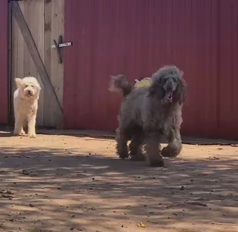 AKC Standard Poodle Stud in Lubbock, Texas