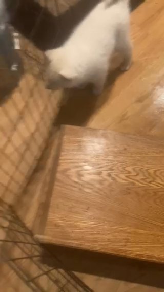 Siberian Huskies $1000 in Greeley, Colorado