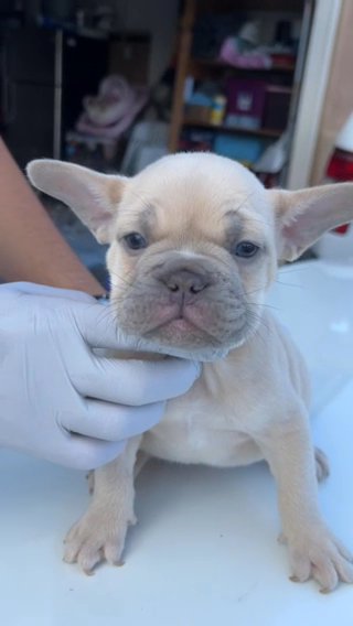 Cream Male Frenchie in Beaumont, California