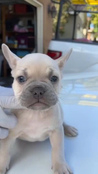 Fawn Male Frenchie in Beaumont, California