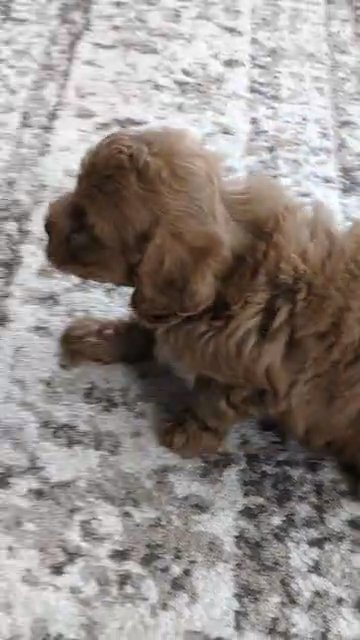 Sparky (Cavapoo) in Goshen, Indiana